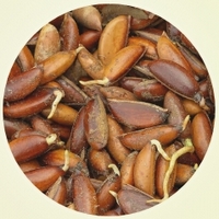 Madhuca Longifolia - Frutos