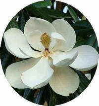 Magnolia Officinalis