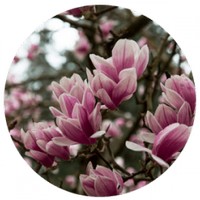Magnolia Officinalis