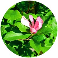 Magnolia Champaca