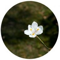 Magnolia Mexicana - Yoloxochitl