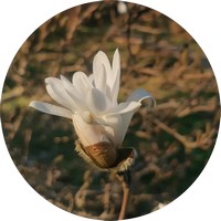 Magnolia Stellata
