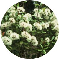 Metrosideros Bartlettii