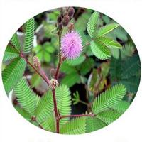 Mimosa Hostilis