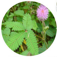 Mimosa Hostilis