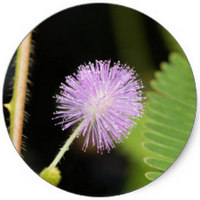 Mimosa Pigra