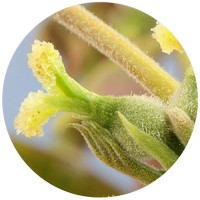 Nogal - Juglans Cinerea