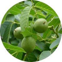 Nogal - Juglans