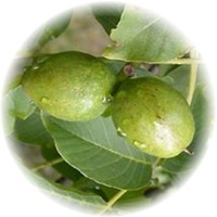 Butternut - Juglans Cinerea