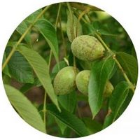 Butternut - Juglans Cinerea