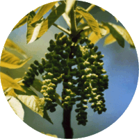 Nogal-Juglans Nigra-Walnut