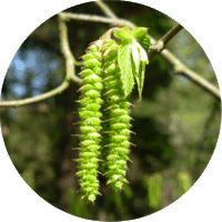 Ostrya Virginiana - Palo de Hierro