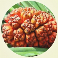 Pandanus Tectorius - Hala Fruit
