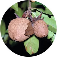 Pentadesma Butyracea