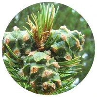 Pinecone