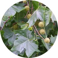 Platanus Acerifolia