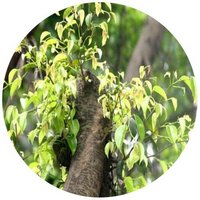 Pterocarpus Indicum - Indian Kino