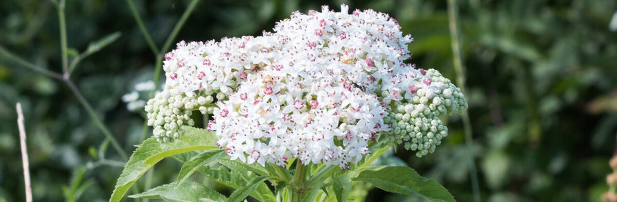 Sambucus - Sauco