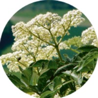 Sauco - Sambucus Nigra