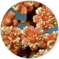 Schefflera Actinophylla