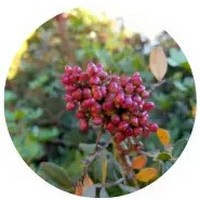 Sideroxylon Foetidissimum