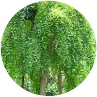 Sophora Japonica Pendula