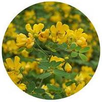 Sophora Alopecuroides