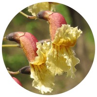 Stereospermum Chelonoides