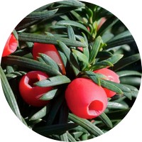 Tejo - Taxus Baccata