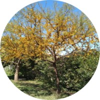 Vachellia Caven - Aromito