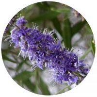 Vitex Agnus-Castus - Chaste Tree