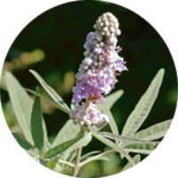 Vitex Agnus-Castus - Chaste Tree