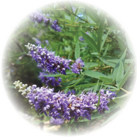 Vitex Agnus-Castus - Chaste Tree