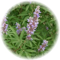 Vitex Agnus-Castus - Chaste Tree