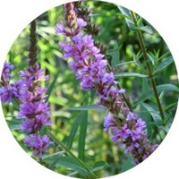 Vitex Agnus-Castus - Chaste Tree