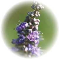 Vitex Agnus-Castus - Chaste Tree