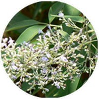Vitex Negundo