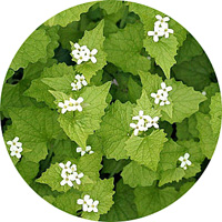 Alliaria Petiolata - Garlic Mustard