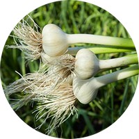 Ajo - Allium Cepa