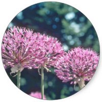 Allium Aflatunense