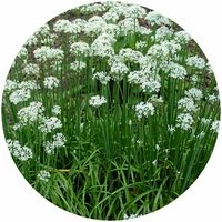 Ajo Chino: Allium Tuberosum