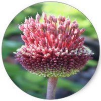Ajo Montersino: Allium Sphaerocephalon