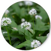 Ajo Silvestre: Allium Vineale