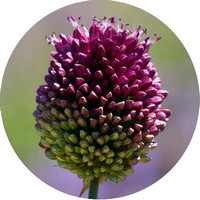 Ajo Ornamental: Allium Sphaerocephalon