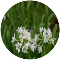 Allium Triquetrum