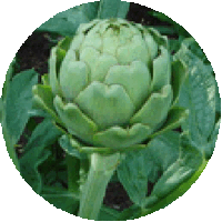 Alcachofa: Cynara Scolymus