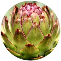 Alcachofa: Cynara Scolymus