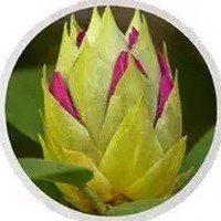 Alcachofa: Cynara