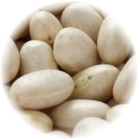 Navy Bean - Phaseolus Vulgaris