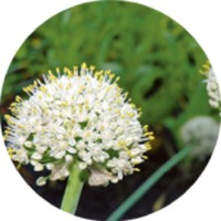 Cebolla: Allium Cepa